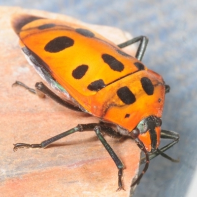 Cantao parentum (Mallotus Harlequin Bug,) at Tharwa, ACT - 30 Dec 2018 by Harrisi