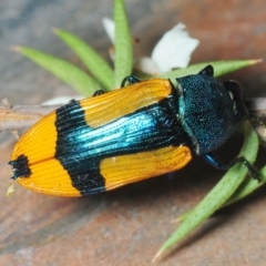 Castiarina skusei (A Jewel Beetle) at Paddys River, ACT - 30 Dec 2018 by Harrisi