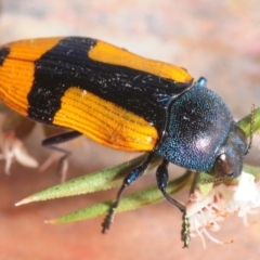 Castiarina skusei at Paddys River, ACT - 30 Dec 2018 10:15 PM