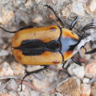 Chondropyga dorsalis (Cowboy beetle) at Tidbinbilla Nature Reserve - 30 Dec 2018 by Harrisi
