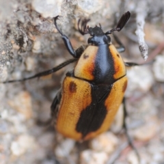 Chondropyga dorsalis at Paddys River, ACT - 30 Dec 2018 03:45 PM