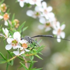 Gasteruption sp. (genus) (Gasteruptiid wasp) at Tidbinbilla Nature Reserve - 30 Dec 2018 by Harrisi