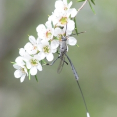 Gasteruption sp. (genus) at Paddys River, ACT - 30 Dec 2018 02:12 PM