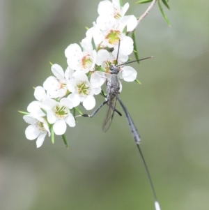 Gasteruption sp. (genus) at Paddys River, ACT - 30 Dec 2018 02:12 PM