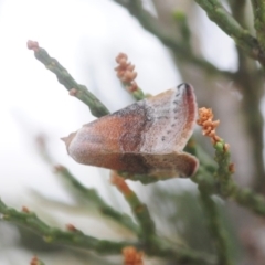 Mataeomera coccophaga (Brown Scale-moth) at Pine Island to Point Hut - 29 Dec 2018 by Harrisi