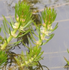 Myriophyllum crispatum (Water Millfoil) at Bullen Range - 1 Nov 2018 by michaelb