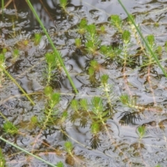 Myriophyllum crispatum at Tuggeranong DC, ACT - 1 Nov 2018