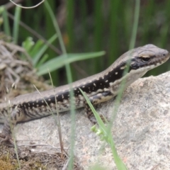 Eulamprus heatwolei (Yellow-bellied Water Skink) at Bullen Range - 1 Nov 2018 by michaelb