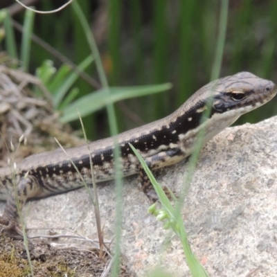 Eulamprus heatwolei (Yellow-bellied Water Skink) at Tuggeranong DC, ACT - 1 Nov 2018 by MichaelBedingfield