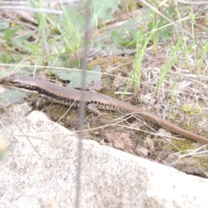 Eulamprus heatwolei at Tuggeranong DC, ACT - 1 Nov 2018