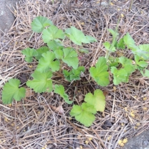 Pelargonium australe at Tuggeranong DC, ACT - 1 Nov 2018 07:12 PM