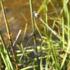 Griseargiolestes intermedius (Alpine Flatwing) at Paddys River, ACT - 27 Dec 2018 by MatthewFrawley