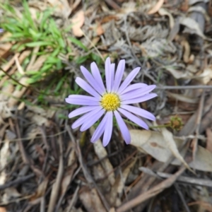 Calotis scabiosifolia var. integrifolia at Paddys River, ACT - 28 Dec 2018