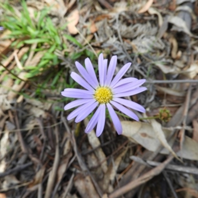 Calotis scabiosifolia var. integrifolia (Rough Burr-daisy) at Paddys River, ACT - 28 Dec 2018 by MatthewFrawley