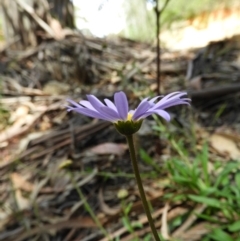 Calotis scabiosifolia var. integrifolia at Paddys River, ACT - 28 Dec 2018 10:55 AM