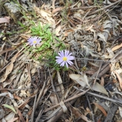 Calotis scabiosifolia var. integrifolia at Paddys River, ACT - 28 Dec 2018 10:55 AM