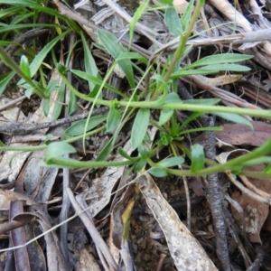 Calotis scabiosifolia var. integrifolia at Paddys River, ACT - 28 Dec 2018 10:55 AM