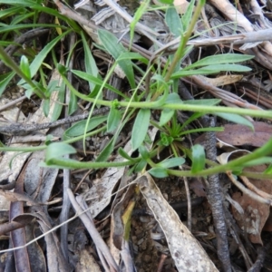 Calotis scabiosifolia var. integrifolia at Paddys River, ACT - 28 Dec 2018
