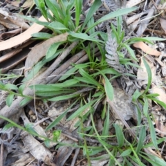 Calotis scabiosifolia var. integrifolia at Paddys River, ACT - 28 Dec 2018 10:55 AM