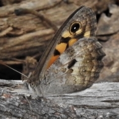 Geitoneura klugii (Marbled Xenica) at Paddys River, ACT - 30 Dec 2018 by JohnBundock