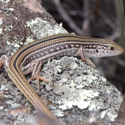 Ctenotus robustus (Robust Striped-skink) at Tuggeranong DC, ACT - 1 Nov 2018 by michaelb