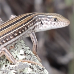 Ctenotus robustus at Tuggeranong DC, ACT - 1 Nov 2018