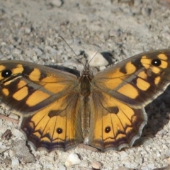 Geitoneura klugii (Marbled Xenica) at Paddys River, ACT - 30 Dec 2018 by SandraH