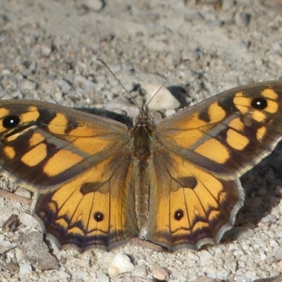 Geitoneura klugii (Marbled Xenica) at Paddys River, ACT - 30 Dec 2018 by SandraH