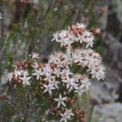 Calytrix tetragona (Common Fringe-myrtle) at Bullen Range - 1 Nov 2018 by michaelb