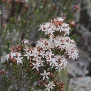 Calytrix tetragona at Tuggeranong DC, ACT - 1 Nov 2018