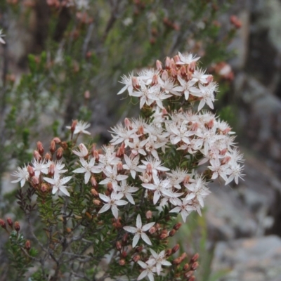 Calytrix tetragona (Common Fringe-myrtle) at Bullen Range - 1 Nov 2018 by michaelb