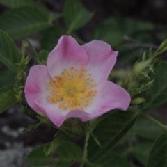 Rosa rubiginosa (Sweet Briar, Eglantine) at Tuggeranong DC, ACT - 1 Nov 2018 by MichaelBedingfield