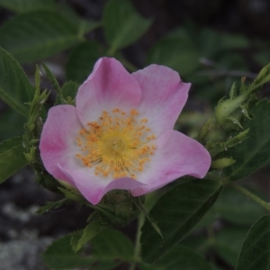 Rosa rubiginosa at Tuggeranong DC, ACT - 1 Nov 2018