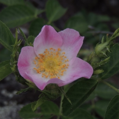 Rosa rubiginosa (Sweet Briar, Eglantine) at Bullen Range - 1 Nov 2018 by michaelb