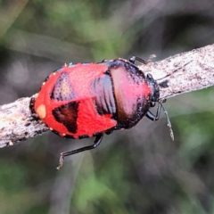 Choerocoris paganus (Ground shield bug) at QPRC LGA - 29 Dec 2018 by Wandiyali