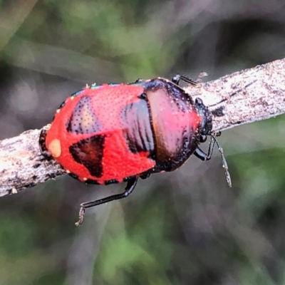 Choerocoris paganus (Ground shield bug) at QPRC LGA - 29 Dec 2018 by Wandiyali