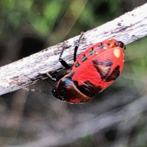 Choerocoris paganus at Googong, NSW - 30 Dec 2018 08:26 AM