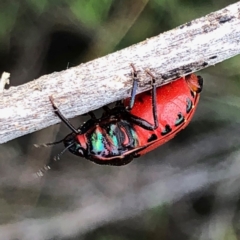 Choerocoris paganus at Googong, NSW - 30 Dec 2018 08:26 AM