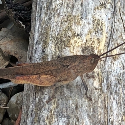 Goniaea australasiae (Gumleaf grasshopper) at QPRC LGA - 30 Dec 2018 by Wandiyali