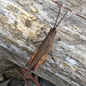 Goniaea australasiae at Googong, NSW - 30 Dec 2018 05:24 PM