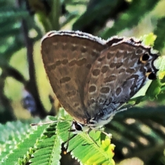 Jalmenus icilius (Amethyst Hairstreak) at QPRC LGA - 30 Dec 2018 by Wandiyali