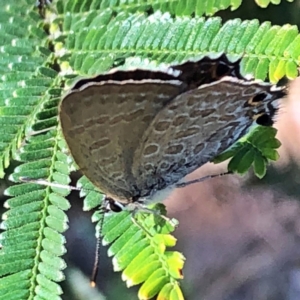 Jalmenus icilius at Jerrabomberra, NSW - 31 Dec 2018