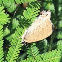 Jalmenus icilius at Jerrabomberra, NSW - 31 Dec 2018 08:35 AM