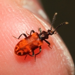 Lemodes coccinea at Acton, ACT - 30 Dec 2018 11:48 AM