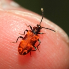 Lemodes coccinea at Acton, ACT - 30 Dec 2018 11:48 AM