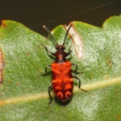 Lemodes coccinea at Acton, ACT - 30 Dec 2018 11:48 AM