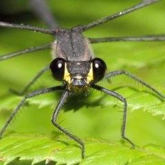 Austroargiolestes icteromelas (Common Flatwing) at ANBG - 30 Dec 2018 by TimL