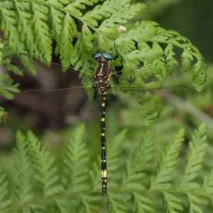 Synthemis eustalacta at Acton, ACT - 30 Dec 2018