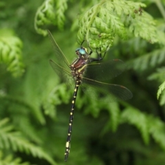 Synthemis eustalacta at Acton, ACT - 30 Dec 2018 12:08 PM