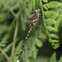 Synthemis eustalacta at Acton, ACT - 30 Dec 2018 12:08 PM